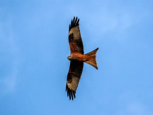 The red kite population has been growing across vast parts of Britain (PA)