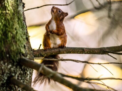 Red squirrels are among the UK mammals at risk of extinction (Danny Lawson/PA)
