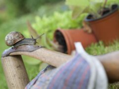 Snails and slugs play an important role in garden ecosystems (TTom Marshall/The Wildlife Trusts/PA)