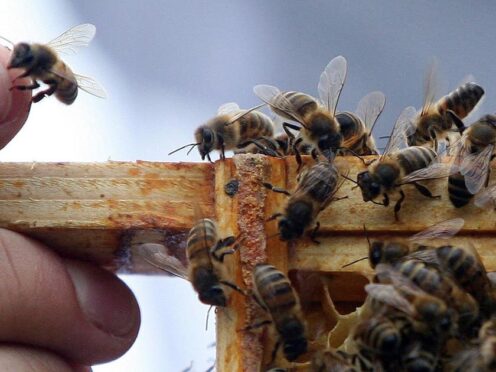 Gentle tap to the hive can reveal health of honeybee colonies – study suggests (Lewis Whyld/PA)