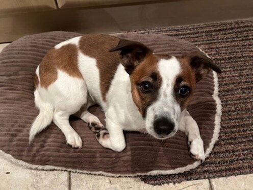 Anne Maynard’s female adult Jack Russell named Mouse, who went missing during a walk at Gerrards Cross Golf Club in Buckinghamshire on December 3 last year (Anne Maynard/PA)
