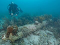 A diver examines one of five coral-encrusted cannons (Brett Seymour/National Park Service via AP)