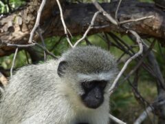 Vervet monkey mothers shown to put babies at risk during drought (Chris Young/Nottingham Trent University)