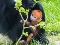 A newborn Francois langur, an endangered primate species, was welcomed by keepers at Twycross Zoo (Twycross Zoo/PA)