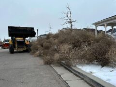 Workers clean up tumbleweeds in South Jordan, Utah (Brady McCombs/AP)