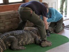 Environmental conservation officers secure the alligator for transport after it was seized from a home where it was being kept illegally (New York DEC via AP)