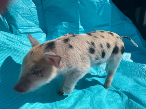 The St Paul Saints have named their mascot Ozempig after the weight loss drug (St Paul Saints Baseball via AP)