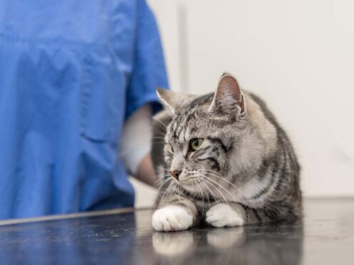 The UK’s competition regulator has said it is launching an investigation into the vet industry over concerns that pet owners could be being overcharged (Alamy/PA)