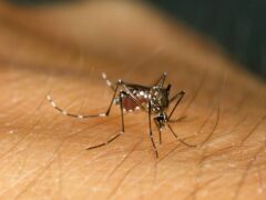 Mosquito-borne infections are on the rise (Alamy/PA)
