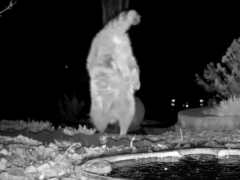 A raccoon was captured doing a handstand and walking on its front paws in a wildlife enthusiast’s front garden (Camera Trap Sue)