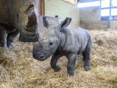 The baby rhino was born at Whipsnade Zoo in Bedfordshire on March 7 (Anthony Devlin/Whipsnade Zoo/PA)