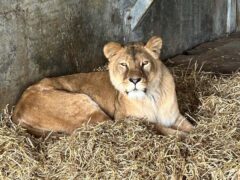 One of the lions at Yorkshire Wildlife Park, having been transferred from Ukraine (YWP/PA)