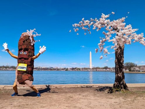 Stumpy the mascot dances near the real Stumpy in Washington DC (AP)