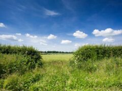 Officials said the new regulations would sit alongside existing rules that prevent the removal of countryside hedgerows without planning approval (Alamy/PA)
