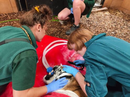 Vets carry out root canal surgery on Amur tiger Bagai at Marwell Zoo, Winchester (Marwell Zoo/PA)