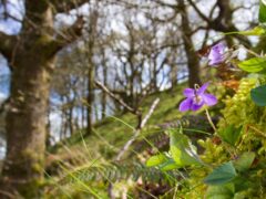 A common dog violet flowering in oak woodland in late spring (Woodland Trust/PA)