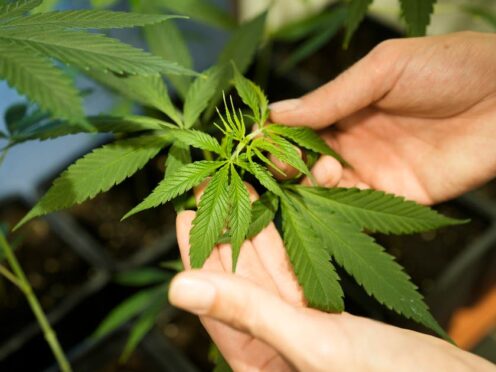 The German government’s plan to liberalise rules on cannabis has cleared its final parliamentary hurdle, (AP)