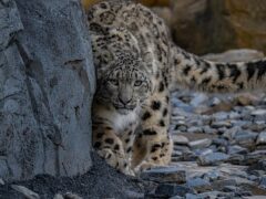 Snow leopards Yashin and Nubra have been exploring their new home at Chester Zoo (Chester Zoo/PA)