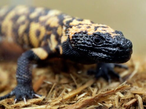 A Gila monster similar to the one believed to have bitten Christopher Ward, at the Woodland Park Zoo in Seattle (Ted S Warren/AP)