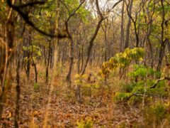 A bush forest in Zambia (Alamy/PA)