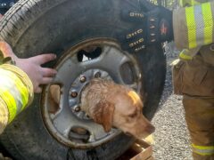 Firefighters attempt to get Daisy the dog unstuck from a tire (Courtesy of Franklinville Volunteer Fire Company via AP)