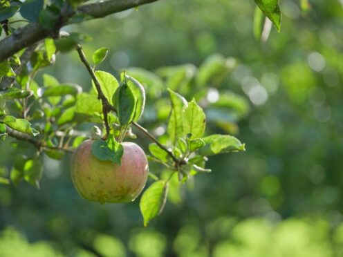 An apple tree in the Rosemoor orchard (Guy Harrop/PA)