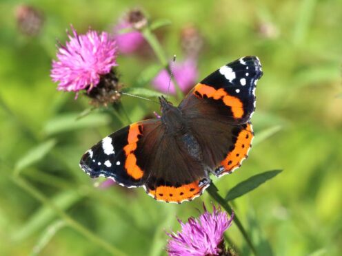 Red admiral butterflies are among the butterflies people are asked to spot in the annual count (Mark Searle, Butterfly Conservation/PA)