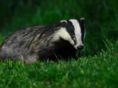 Badgers can spread bovine tuberculosis to cattle (Alamy/PA)