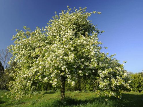 Apple tree in blossom in April, in the fruit orchard at Cotehele, Cornwall (National Trust/PA)
