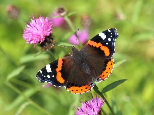 Red Admiral numbers have been increasing in the UK (UKBMS/PA)