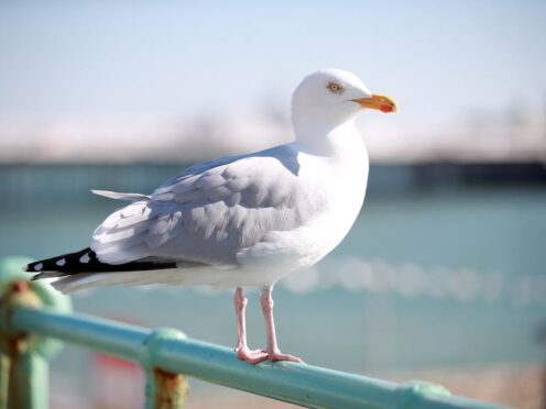 A herring gull caused disruption to trains (Adam Davy/PA)