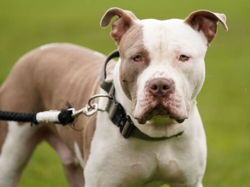 Police said the dog, thought to be an XL bully, was seized (Jacob King/PA)