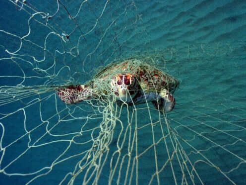 A turtle entangled in a net (Philipp Kanstinger/University of Exeter/PA)