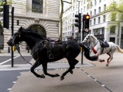 Household Cavalry horses Vida (grey) and Trojan (black) bolt through the streets of London near Aldwych (Jordan Pettitt/PA)