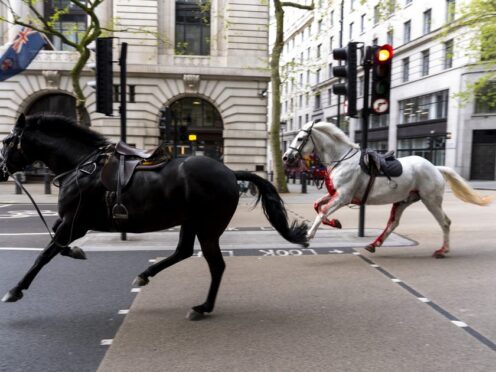 Vida (grey) and Quaker (black) on the loose through the streets of London (Jordan Pettitt/PA)