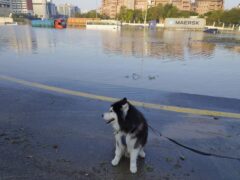 Skye, a Husky dog, sits near floodwater in Dubai (Jon Gambrell/AP)
