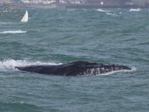 The whale was cut free (Hannah Wilson, Marine Discovery Penzance/PA)