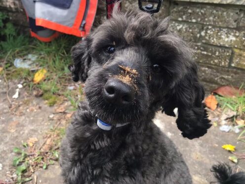 Jock the poodle had to be rescued by specialist firefighters after he became trapped under a home in Swansea (Mid and West Wales Fire and Rescue Service/PA)
