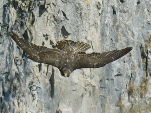 A police operation targeting offences against peregrine falcons resulted in a rise in figures for wildlife crime involving birds (PA)