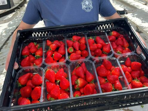 Some of the first commercial amount of strawberries that will hit Tesco shelves on Wednesday across Sussex (Summer Berry Company/PA)