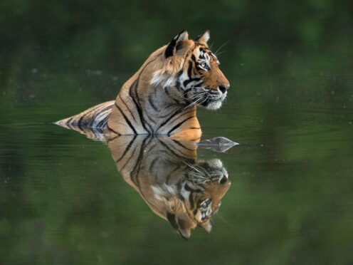 A wildlife book aimed at raising funds to safeguard tigers across the world has collected more than five times its crowdfunding target (Sachin Rai/PA)