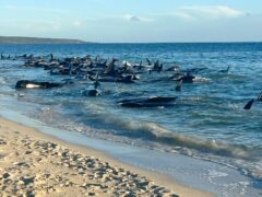 A pod of pilot whales stranded on a beach at Toby’s Inlet (Department of Biodiversity, Conservation and Attractions via AP)