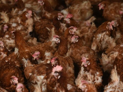 Scotland could be the first part of the UK to ban chickens kept for egg production from being housed in cages (Joe Giddens/PA)
