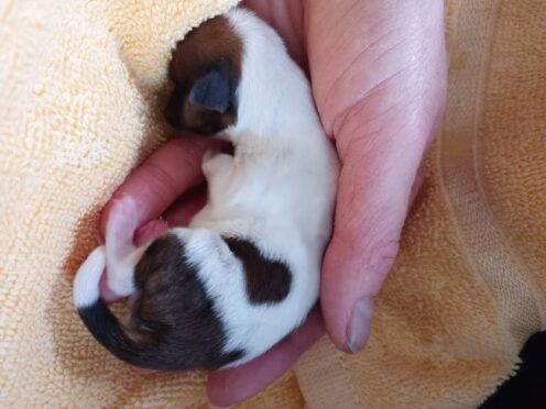 A tiny puppy named Puzzle has died after being thrown from a moving car in Surrey at only a few days old (RSPCA/PA)