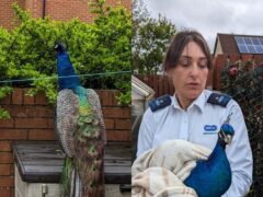 A peacock has been rescued by RSPCA workers after falling off a roof (RSPCA/PA)