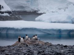 Gentoo penguins stand on rocks near the Chilean station Bernardo O’Higgins, Antarctica (PA)