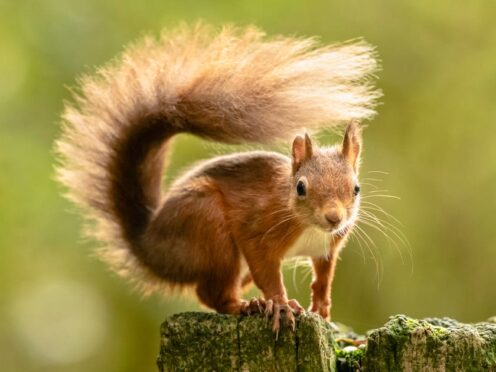 Red squirrels may have been a host for Mycobacterium leprae in medieval times, studies show (Danny Lawson/PA)