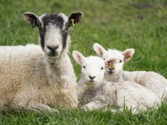 Bluetongue affects animals such as sheep (Jacob King/PA)
