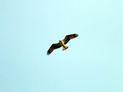 Adult osprey mid-flight (Giles Knight/UlsterWildlife/PA)