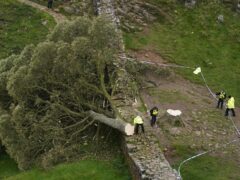 The felled tree at Sycamore Gap beside Hadrian’s Wall (Owen Humphreys/PA)